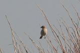 20111002_daurische klauwier2_texel